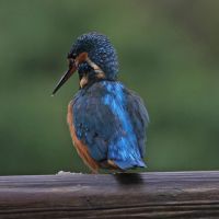 eisvogel 7